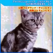 アメリカンショートヘア【三重県・女の子・2025年6月2日・シルバータビー】の写真3