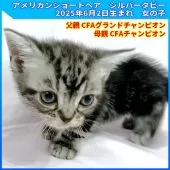 アメリカンショートヘア【三重県・女の子・2025年6月2日・シルバータビー】の写真4