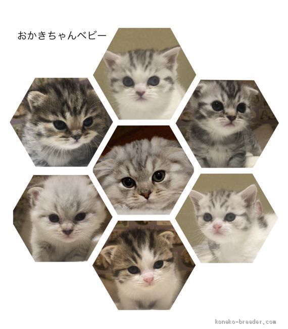 2020.3.13誕生🎂おかきちゃんベビー😸💕｜中尾　みどり(なかお　みどり)ブリーダー(福岡県・マンチカンなど・CPA登録)の紹介写真2