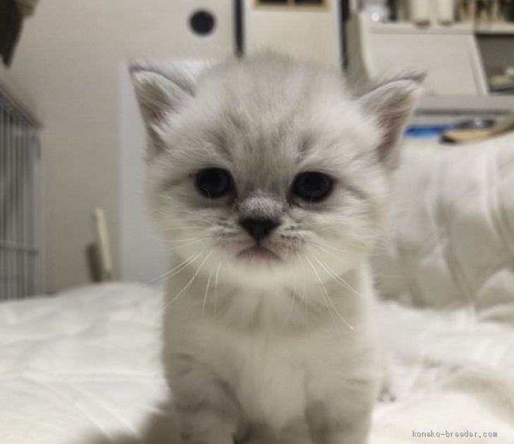 おかきちゃんベビー😊大福ちゃんです💕｜中尾　みどり(なかお　みどり)ブリーダー(福岡県・マンチカンなど・CPA登録)の紹介写真3