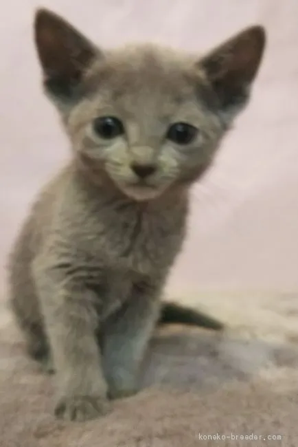 ID:1904-01872の子猫