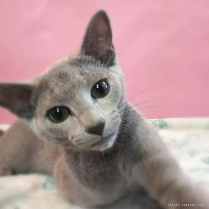 K.H 様のお迎えした子猫