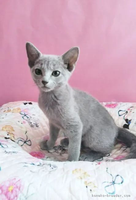 ID：2111-01565の子猫