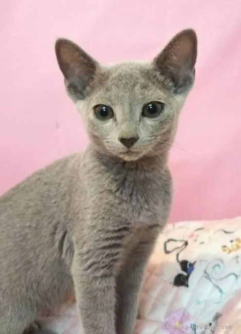 ID:2109-01736の子猫