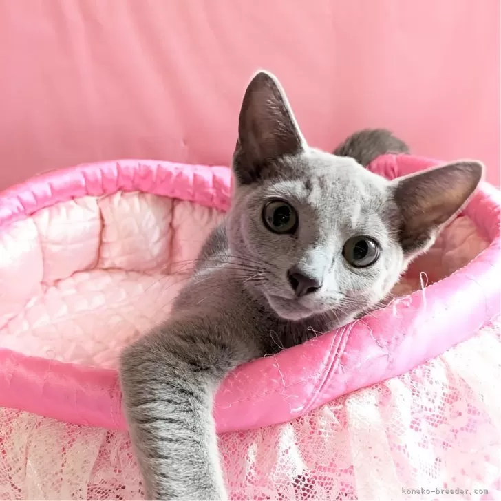 ID:2409-00090の子猫