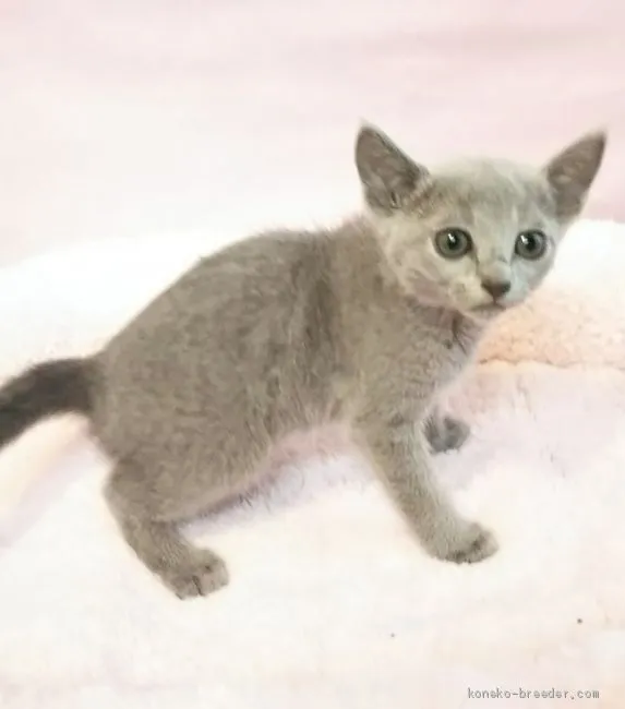 ID:2006-01292の子猫