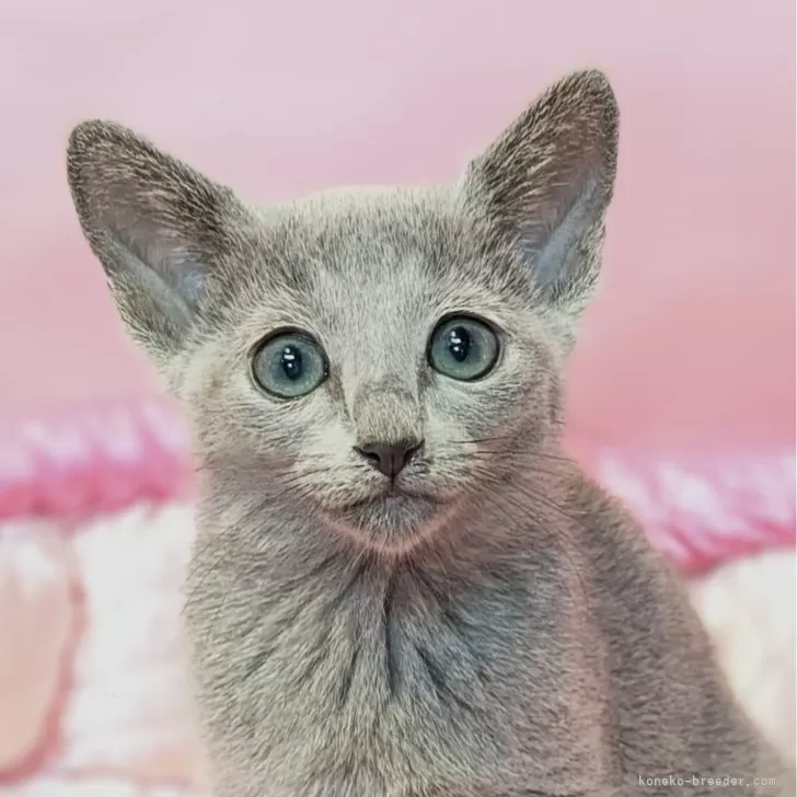 ID：2411-02388の子猫