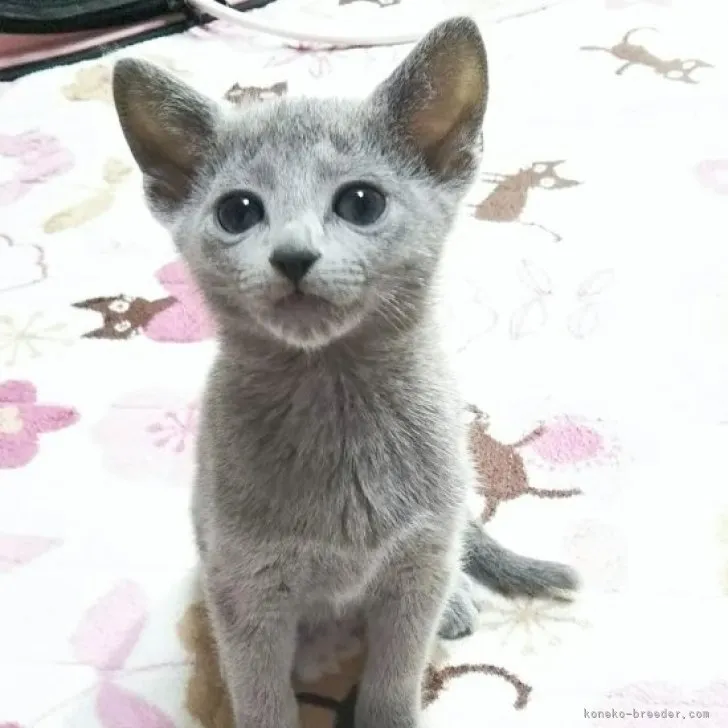 ID:2303-01974の子猫