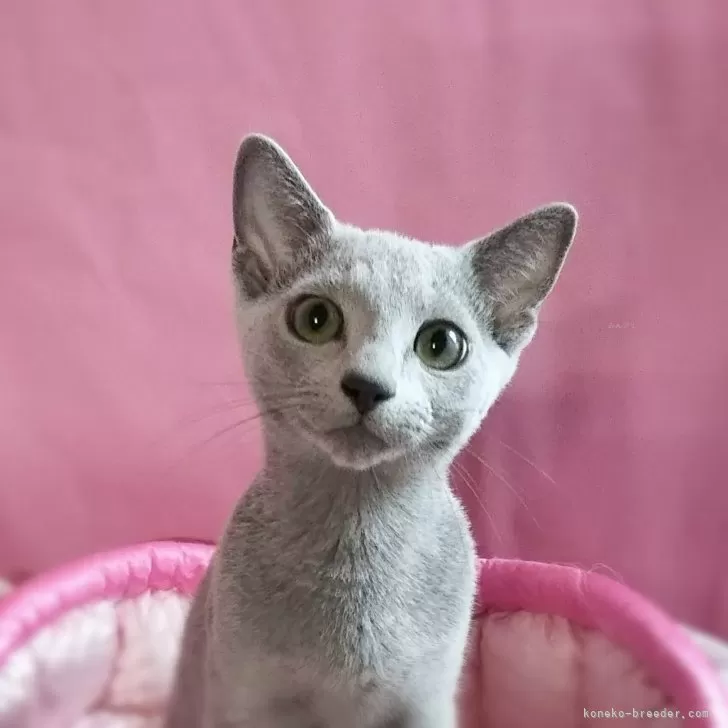 アポロ 様のお迎えした子猫