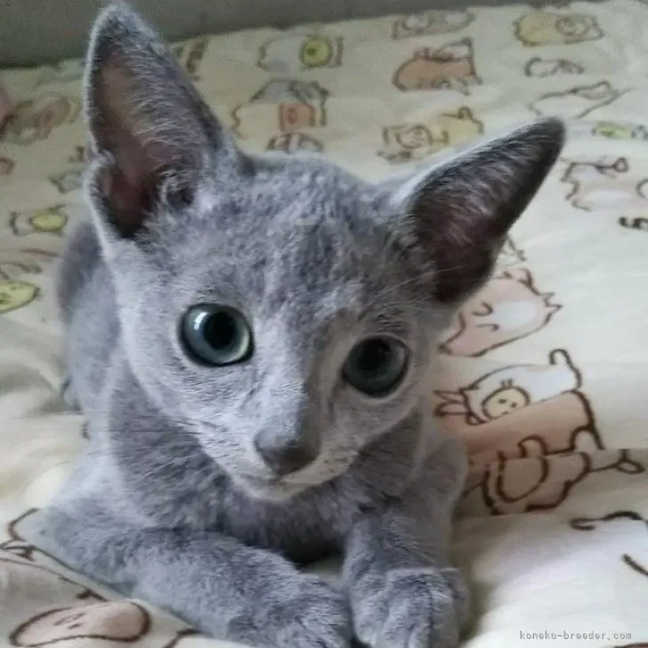 ID：2310-00028の子猫