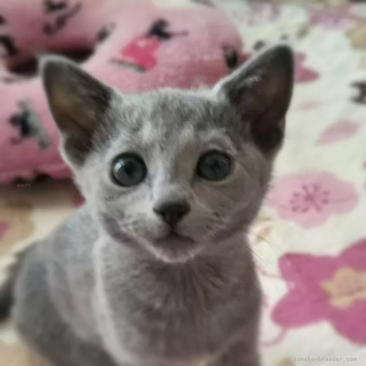 ID：2403-01473の子猫