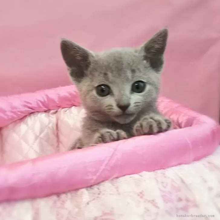 ID：2403-01449の子猫