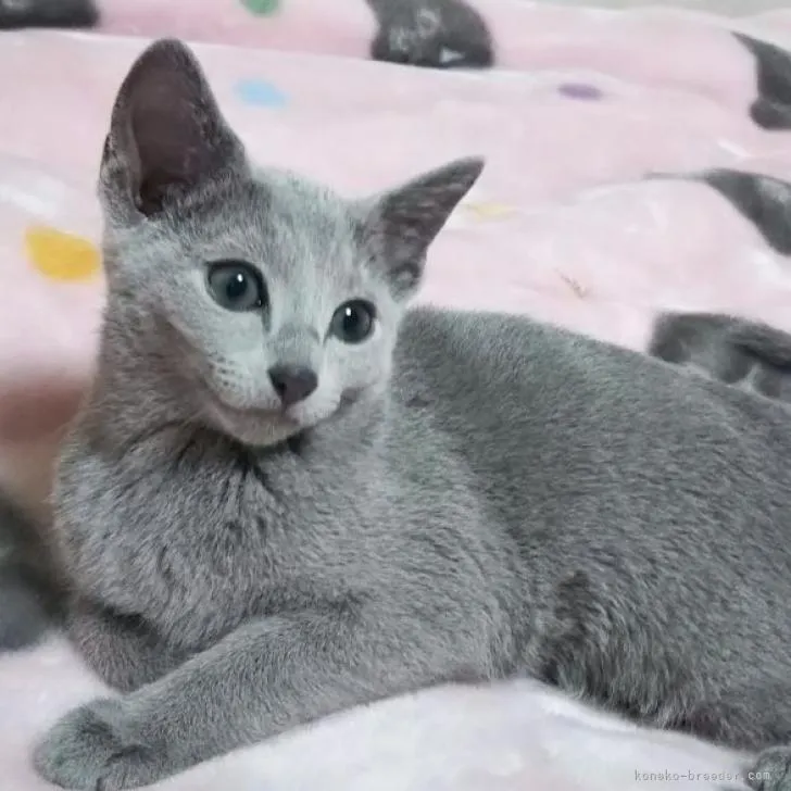 kochin mamatopapa 様のお迎えした子猫