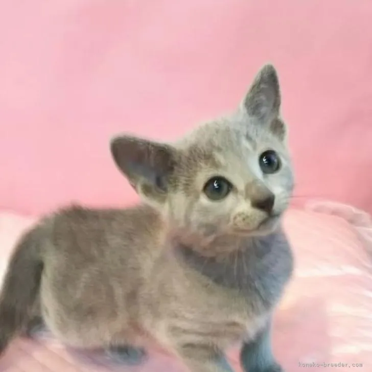 ロシアンブルー【埼玉県・男の子・2022年4月23日・ブルー】の写真1