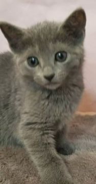 ロシアンブルー【埼玉県・女の子・2019年2月22日・ブルー】の写真「控えめだけど元気な女の子」