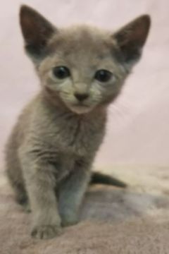 ロシアンブルー【埼玉県・女の子・2019年2月23日・ブルー】の写真「小さなかわいらしいの女の子」