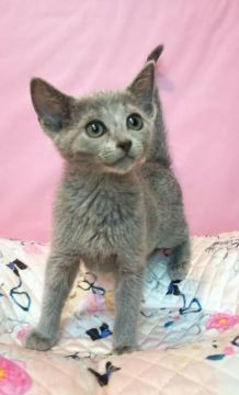 ロシアンブルー【埼玉県・男の子・2022年1月1日・ブルー】の写真「少しおっとりな、可愛い男の子🐱💝」