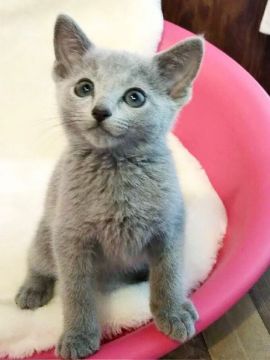 ロシアンブルー【埼玉県・男の子・2018年3月10日・ブルー】の写真「やさしいお顔の男の子」