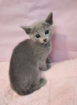 ロシアンブルー【埼玉県・女の子・2018年9月26日・ブルー】の写真「愛らしい女の子❤️」