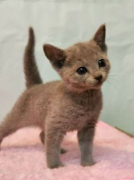 ロシアンブルー【埼玉県・男の子・2018年10月25日・ブルー】の写真「かわいらしいの男の子」