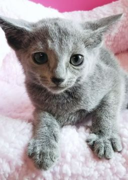 ロシアンブルー【埼玉県・男の子・2018年4月13日・ブルー】の写真「かわいいお顔の男の子😘サマープライス🏝️」