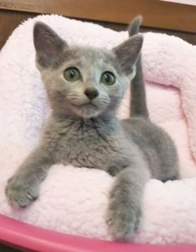 ロシアンブルー【埼玉県・女の子・2018年3月10日・ブルー】の写真「興味津々な女の子」