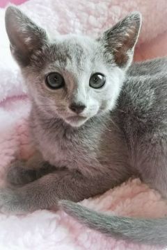 ロシアンブルー【埼玉県・男の子・2018年4月13日・ブルー】の写真「キレイなお顔の男の子😍サマープライス🏝️」