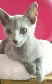 ロシアンブルー【埼玉県・女の子・2018年4月25日・ブルー】の写真「元気な女の子😄」