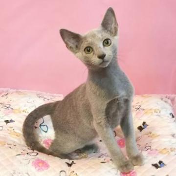 ロシアンブルー【埼玉県・男の子・2022年6月18日・ブルー】の写真「キレイな男の子です😸
すぐにお迎えできます。」