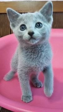 ロシアンブルー【埼玉県・女の子・2018年3月10日・ブルー】の写真「やさしい性格の女の子」