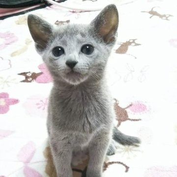 ロシアンブルー【埼玉県・男の子・2023年1月21日・ブルー】の写真「かわいいお顔の男の子」