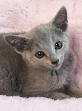 ロシアンブルー【埼玉県・男の子・2018年4月13日・ブルー】の写真「キレイなお顔の男の子」