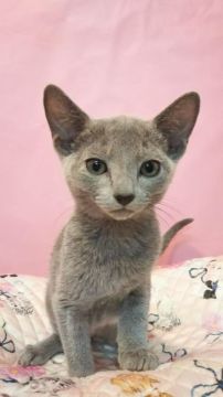 ロシアンブルー【埼玉県・男の子・2021年8月15日・ブルー】の写真「かわいい男の子🐱
スペシャル プライス✨」