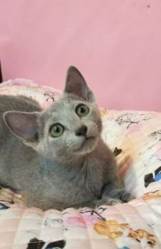 ロシアンブルー【埼玉県・男の子・2021年6月7日・ブルー】の写真「超甘えん坊な男の子😸
スペシャル プライス✨」