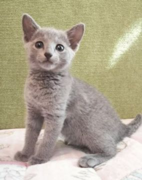 ロシアンブルー【埼玉県・女の子・2020年7月9日・ブルー】の写真「キレイな女の子💕」