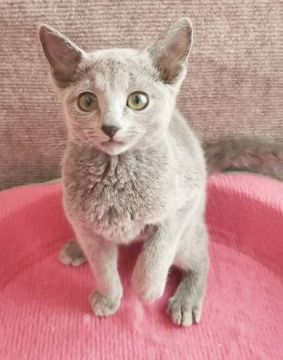 ロシアンブルー【埼玉県・女の子・2018年10月25日・ブルー】の写真「ちいさな女の子🎀」