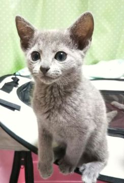 ロシアンブルー【埼玉県・女の子・2021年12月22日・ブルー】の写真「可愛くて、綺麗な女の子💗」