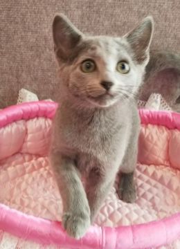 ロシアンブルー【埼玉県・男の子・2018年8月18日・ブルー】の写真「かわいいお顔の男の子😉」