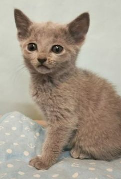 ロシアンブルー【埼玉県・男の子・2019年2月23日・ブルー】の写真「かわいいお顔の色白な男の子」