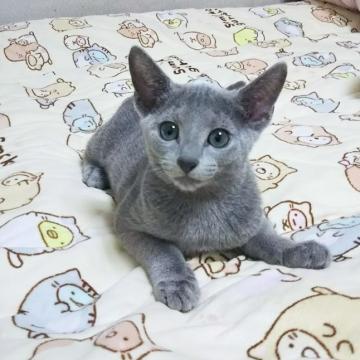 ロシアンブルー【埼玉県・男の子・2022年7月1日・ブルー】の写真「ぱっちり目がかわいい、あまえん坊な男の子です
😸」