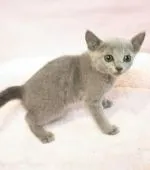 ロシアンブルー【埼玉県・女の子・2020年3月23日・ブルー】の写真1