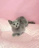 ロシアンブルー【埼玉県・男の子・2022年4月23日・ブルー】の写真3