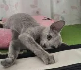 ロシアンブルー【埼玉県・女の子・2023年5月27日・ブルー】の写真5