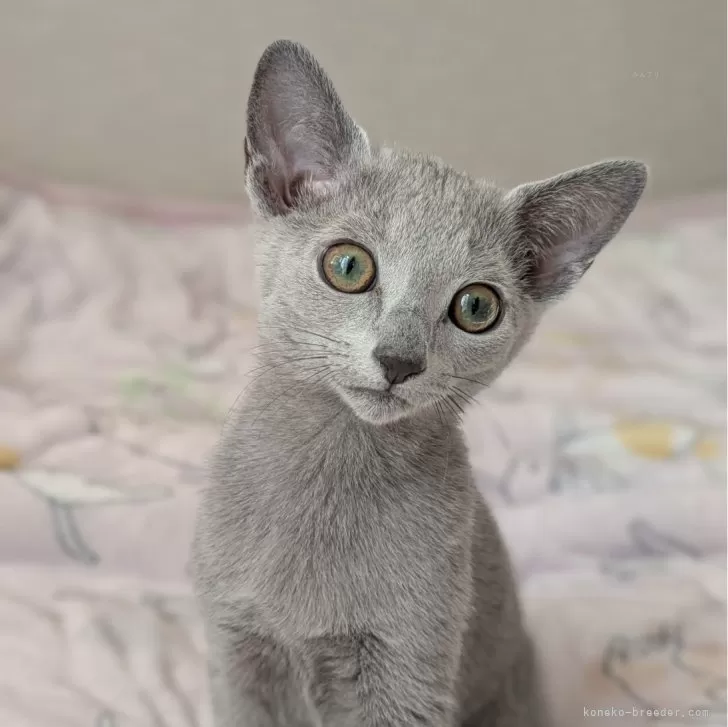 モリテツ 様のお迎えした子猫