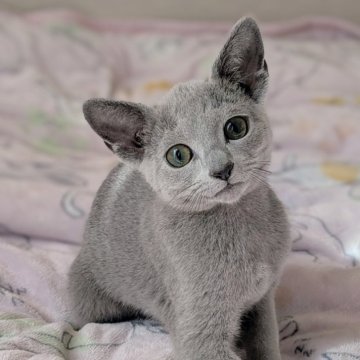 ロシアンブルー【埼玉県・男の子・2024年11月29日・ブルー】の写真「可愛くて綺麗な男の子🩷」