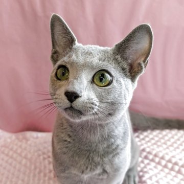 ロシアンブルー【埼玉県・男の子・2025年3月12日・ブルー】の写真「去勢済み、青年猫ちゃんです
今回のみ特別価格」