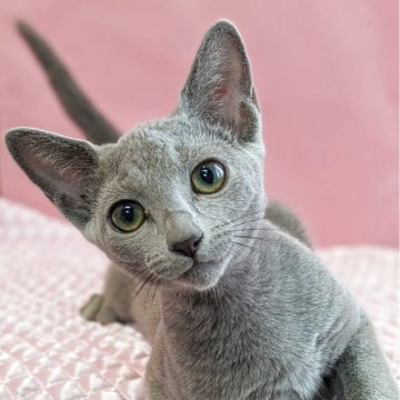 ロシアンブルー【埼玉県・女の子・2025年4月18日・ブルー】の写真「美猫さんで元気な女の子
今回のみ特別価格です」