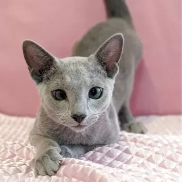 ロシアンブルー【埼玉県・男の子・2024年4月1日・ブルー】去勢