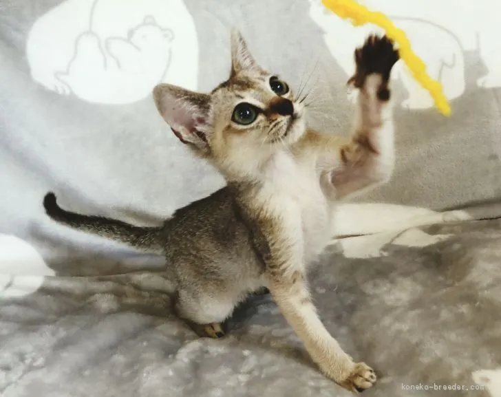 A.K 様のお迎えした子猫
