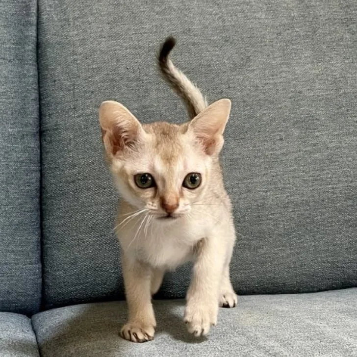 ID：2306-01487の子猫